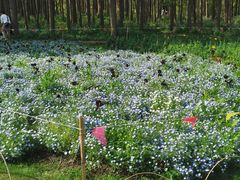 -上海共青森林公园