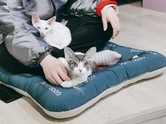 -70cat德文卷毛猫·缅因猫纯种猫舍
