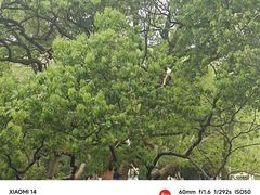 -西园戒幢律寺