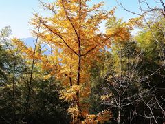 -藏龙百瀑风景区