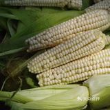 超美味～鲜糯玉米饼制作攻略