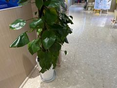 -柏乐口腔医院·舒适化无痛种植牙中心(东盟商务区院)