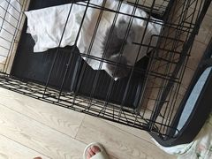 -欣宠猫屋·矮脚拿破仑·蓝金金渐层