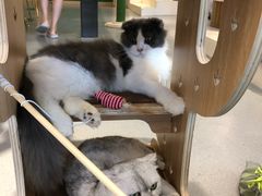 -飞行喵MR PILOT|猫舍·猫咖(静安大融城店)