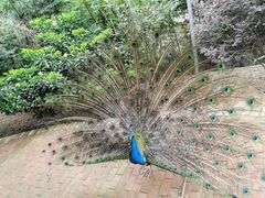 -泉州海丝野生动物世界