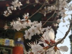 -桃花堤公园