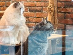 -豆逗聊愈猫阁Easy Life