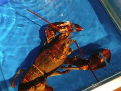 -小火花·干式熟成牛排馆Spark SteakHouse(剑桥郡店)