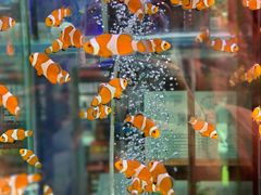 -青石桥花鸟鱼虫市场(叠翠城店)