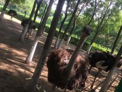 -长白岛森林公园