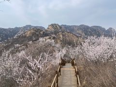 -大岭沟猕猴桃谷风景区