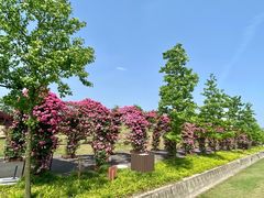 -广富林郊野公园