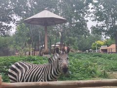 -大连森林动物园