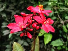 -呀路古热带植物园