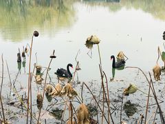 -长兴太湖图影湿地文化园