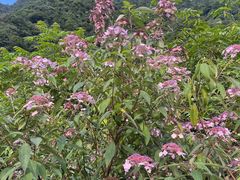 -西岭雪山大飞水景区