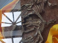 -诸城市恐龙博物馆