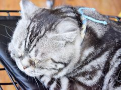 -这儿没有猫·猫咖萌宠馆·撸猫