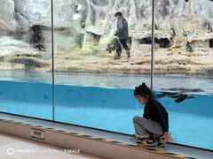 -帝企鹅自助餐厅•儿童岛•真企鹅(长隆企鹅酒店)