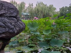 -莲湖公园