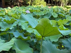 -陈家山荷花公园