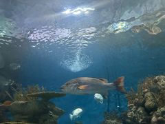 -上海海洋水族馆