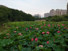 -金山公园