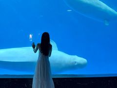 -海合安成都极地海洋公园