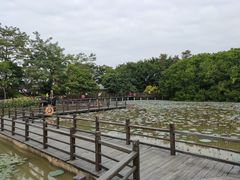 -大湾区中央湿地公园