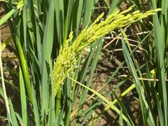 -高荡千年布依古寨旅游景区