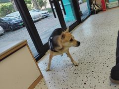 -瑞派康怡24h宠物医院·犬猫医疗中心·微创绝育(瑞景分院)