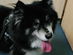 -宠颐生宠物医院外科·内科·皮肤科·影像科(石龙店)