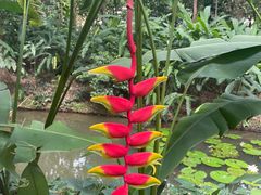 -中国科学院西双版纳热带植物园