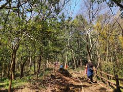 -上海佘山国家森林公园天马山园