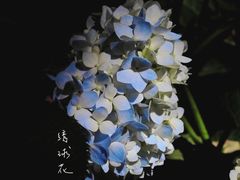 -朝阳公园