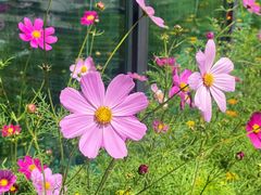 -玫瑰西餐厅.意面披萨.牛排咖啡