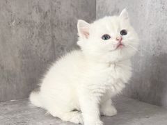 -小猫来了·猫舍(红山六九七九店)