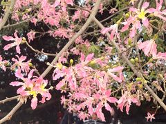 -风云岭森林公园