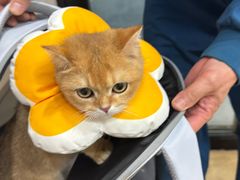 -瑞派宠物医院·犬猫全科·猫友好(宾水西道店)