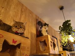 -名猫咖啡馆·撸猫·拼豆