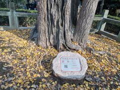 -上海佘山国家森林公园天马山园