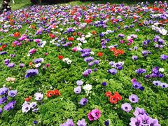 -上海鲜花港
