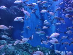 -成都浩海立方海洋公园