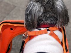 -爱牧宠物医院·猫专科·骨科·内窥镜(甪直店)