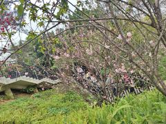 -王借岗森林公园