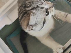 -艾贝尔宠物医院·狂犬免疫点(江山金象城店)