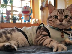 -美联众合宠物医院·爱萌分院·内外科·猫科中心