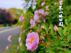 -宝界山林公园