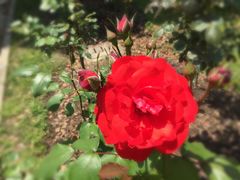 -上海鲜花港