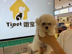 -翊宠yipet猫狗购宠庄园犬舍•猫舍